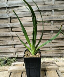 Dracaena draco ssp caboverdeana "Santo Antao"