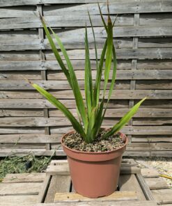 Dracaena draco ssp draco "Pino Santo"