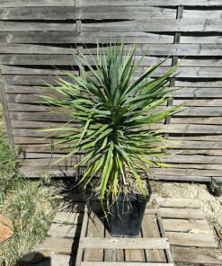 Dracaena ellenbeckiana 50cm