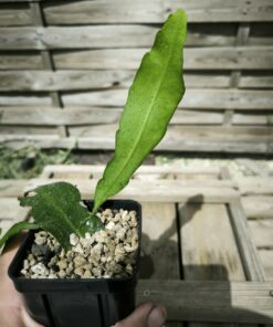 Epiphyllum phyllanthus "French Guyana"