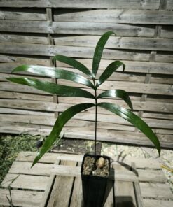 Lepidozamia hopei
