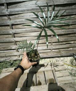 Lepidozamia peroffskyana