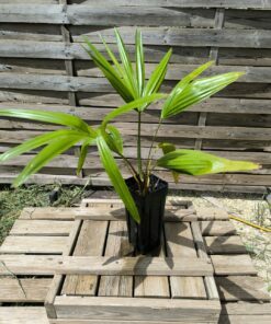 Livistona boninensis