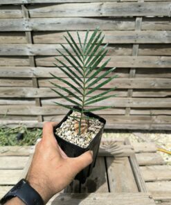 Macrozamia macdonnellii