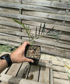 Macrozamia moorei