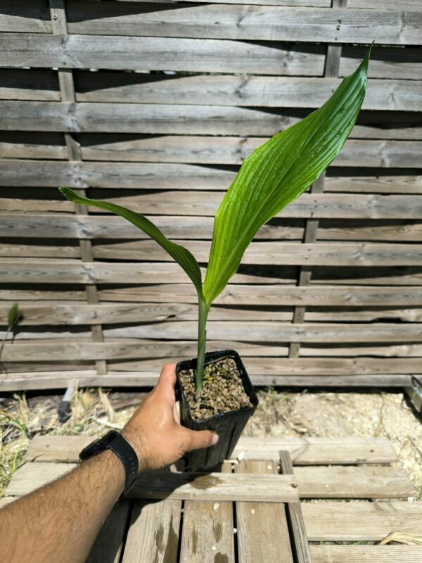 Cycadales