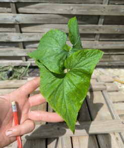 Typhonium albidinervium 1 flowering size plant