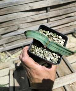 Welwitschia mirabilis A