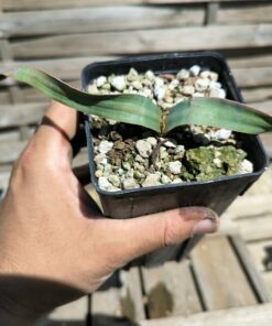 Welwitschia mirabilis B