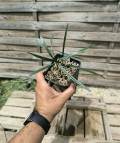 Zamia angustifolia