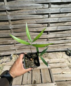 Zamia inermis