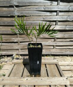 Zamia integrifolia "Crystal River"