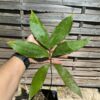 Zamia purpurea plant mâle avec cone