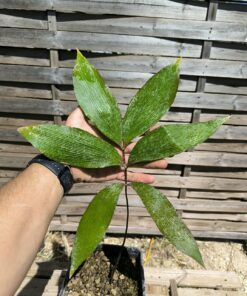 Zamia  purpurea male plant with cone