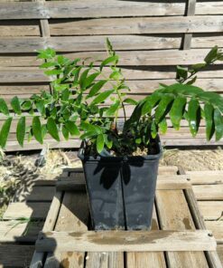 Zamia pygmaea