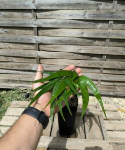 Zamia soconuscensis