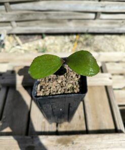 Zamia sp. Baracoa