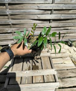 Zamia sp. Varadero