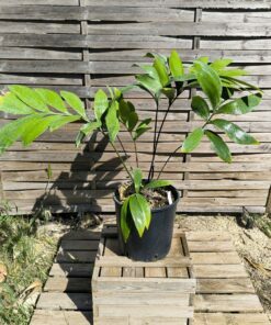 Zamia splendens XXL mâle