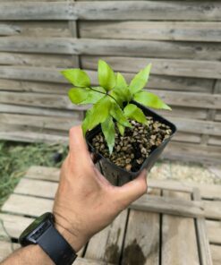 Zamia vazquezii