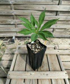 Alternative view of Amorphophallus impressus x maximus