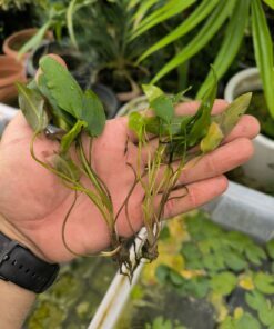 Aponogeton robinsonii (Laos) 2 x plants