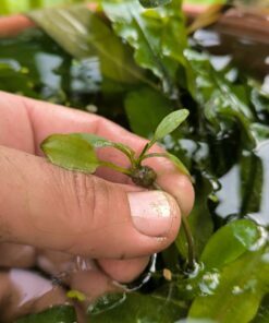 Aponogeton sp Myanmar 2 x bulbils