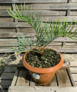 Cycas cairnsiana grafted onto C. revoluta