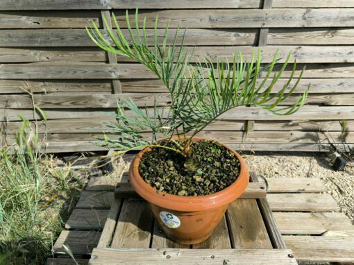 Cycas cairnsiana greffé sur C. revoluta