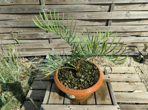 Cycas cairnsiana greffé sur C. revoluta – Image 3