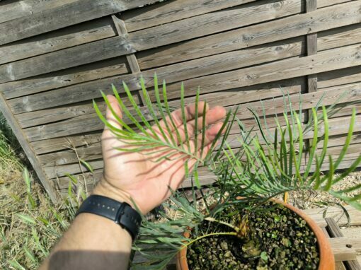 Cycas cairnsiana greffé sur C. revoluta – Image 9