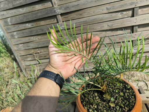 Cycas cairnsiana greffé sur C. revoluta – Image 8