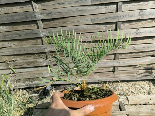 Cycas cairnsiana greffé sur C. revoluta – Image 7