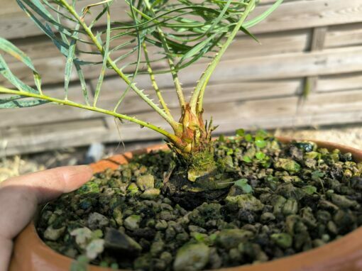 Cycas cairnsiana greffé sur C. revoluta – Image 6