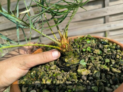 Cycas cairnsiana greffé sur C. revoluta – Image 5
