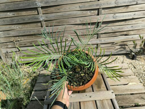 Cycas cairnsiana greffé sur C. revoluta – Image 4