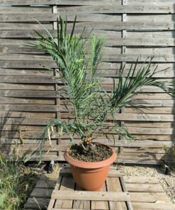 Cycas couttsiana grafted onto C. revoluta 5cm caudex 72