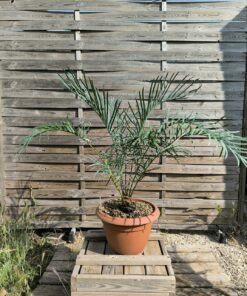 Cycas couttsiana grafted onto C. revoluta 5cm caudex 71