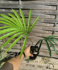 Cycas dolichophylla 3cm caudex