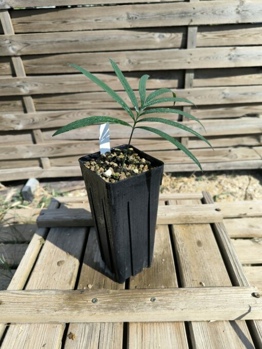 Cycas guizhouensis – Image 3