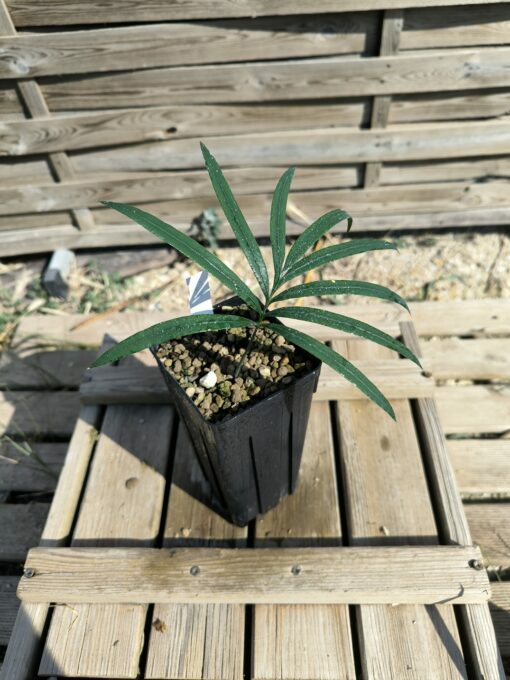Cycas guizhouensis – Image 4