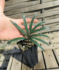 Cycas guizhouensis