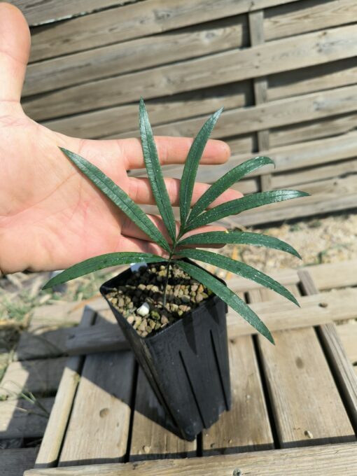 Cycas guizhouensis