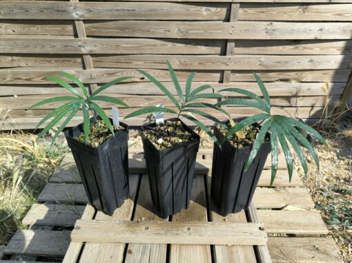 Cycas guizhouensis – Image 5