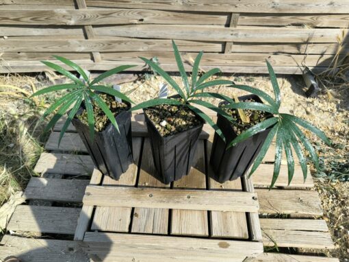 Cycas guizhouensis – Image 6