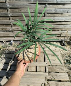 Cycas panzhihuaensis x debaoensis (VRAI debao!) hybride