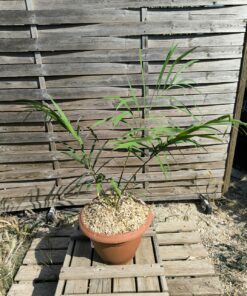 Cycas panzhihuaensis x debaoensis (VRAI debao!) hybride 7L