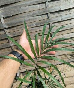 Cycas revoluta x DEBAOENSIS (TRUE DEBAO!) Grade B