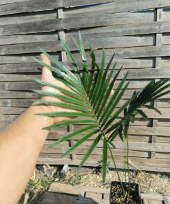 Cycas revoluta x tropophylla