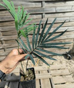 Cycas thouarsii x cupida